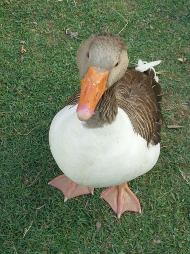 Fonds d'cran Animaux Oiseaux - Canards Coucou c'est m'oie!