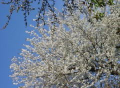 Fonds d'cran Nature Cerisier en fleurs