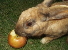 Fonds d'cran Animaux Lapin