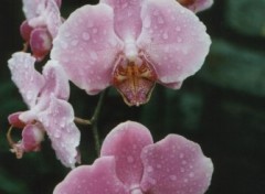 Fonds d'cran Nature orchide rose