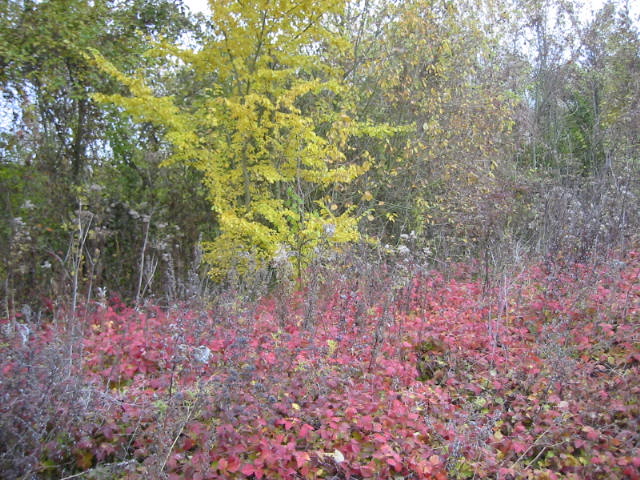 Fonds d'cran Voyages : Europe France > Picardie Automne en picardie