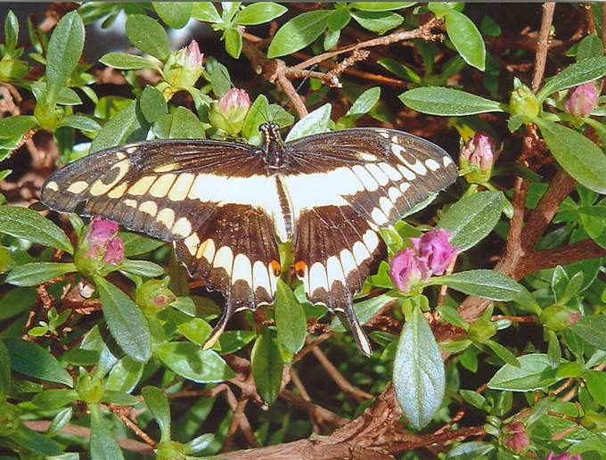 Fonds d'cran Animaux Insectes - Papillons 