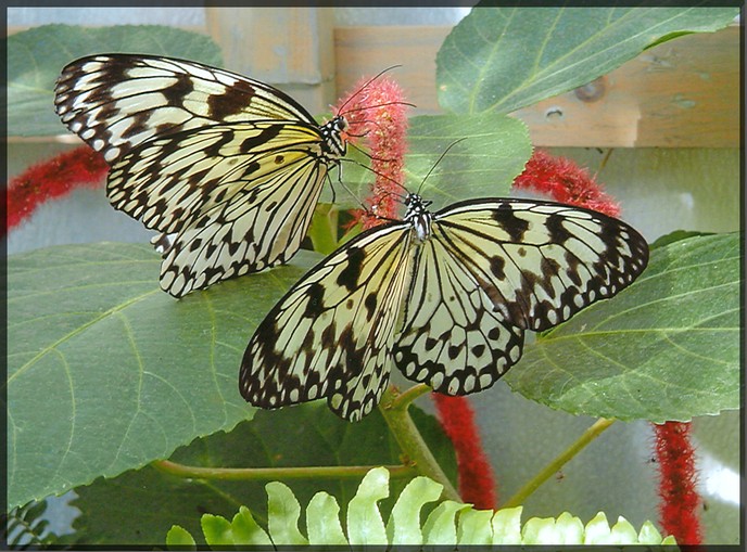 Fonds d'cran Animaux Insectes - Papillons 