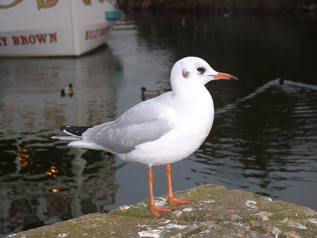 Fonds d'cran Animaux Oiseaux - Canards Mouette parisienne