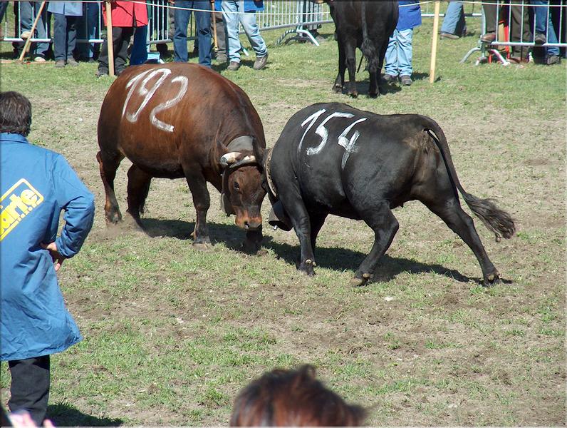 Wallpapers Animals Cows - Bulls - Beef Combat de Reines