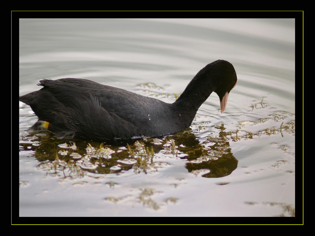 Fonds d'cran Animaux Oiseaux - Divers Foulque noir