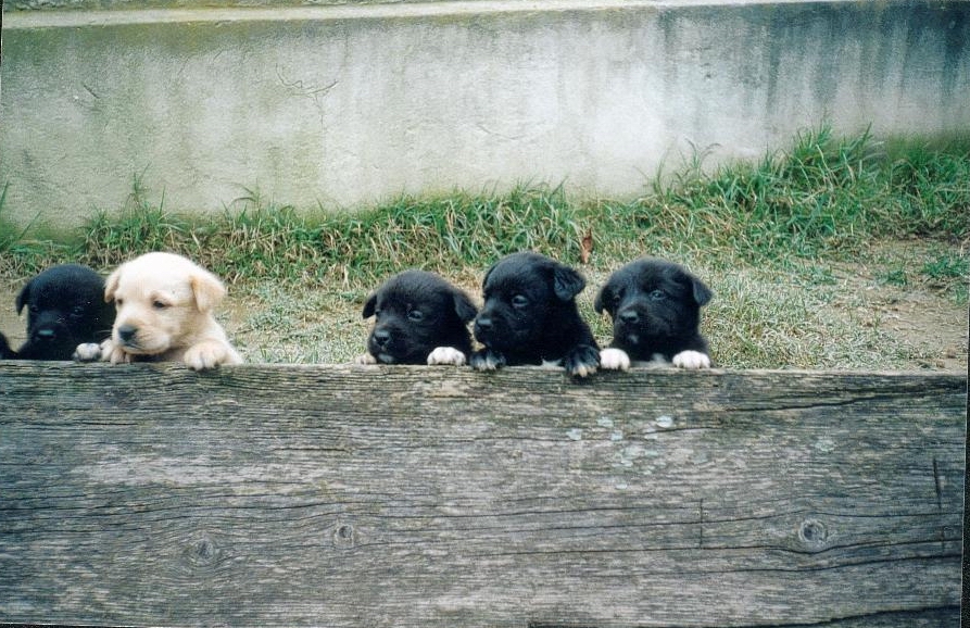 Fonds d'cran Animaux Chiens Tendres chiots