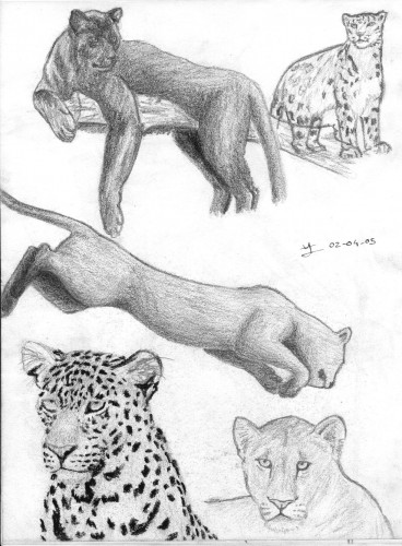 Wallpapers Art - Pencil Animals - Felines Etude de panthres 2