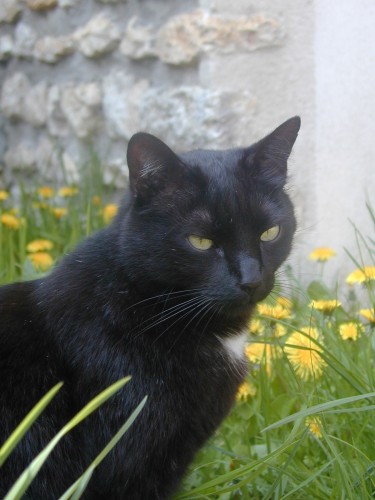 Fonds d'cran Animaux Chats - Chatons Tizizou