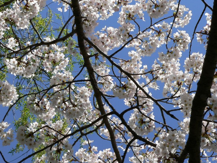 Fonds d'cran Nature Fleurs Sakura