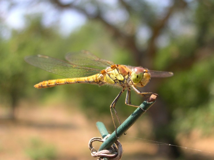 Fonds d'cran Animaux Insectes - Libellules libellule en ete