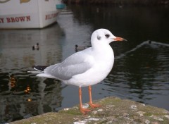 Fonds d'cran Animaux Mouette parisienne