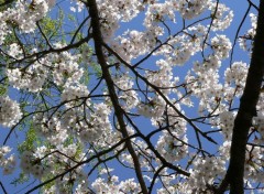 Fonds d'cran Nature Sakura