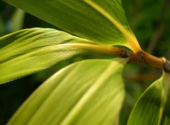 Fonds d'cran Nature feuille de bambou