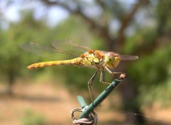 Fonds d'cran Animaux libellule en ete