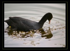 Fonds d'cran Animaux Foulque noir