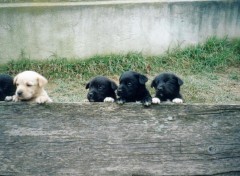 Fonds d'cran Animaux Tendres chiots