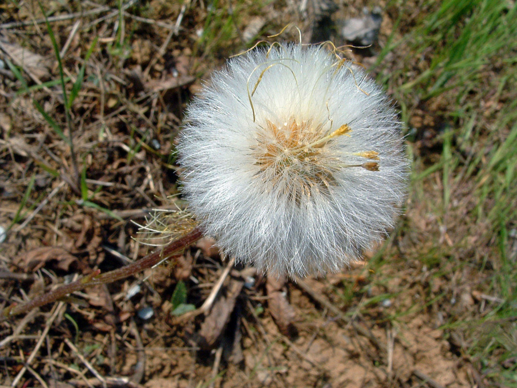 Wallpapers Nature Flowers Soufflez !