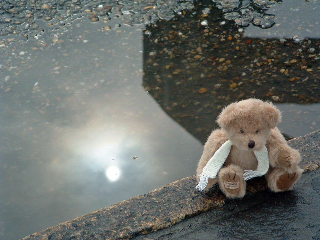 Wallpapers Objects Cuddly Petit Ours aprs la pluie...