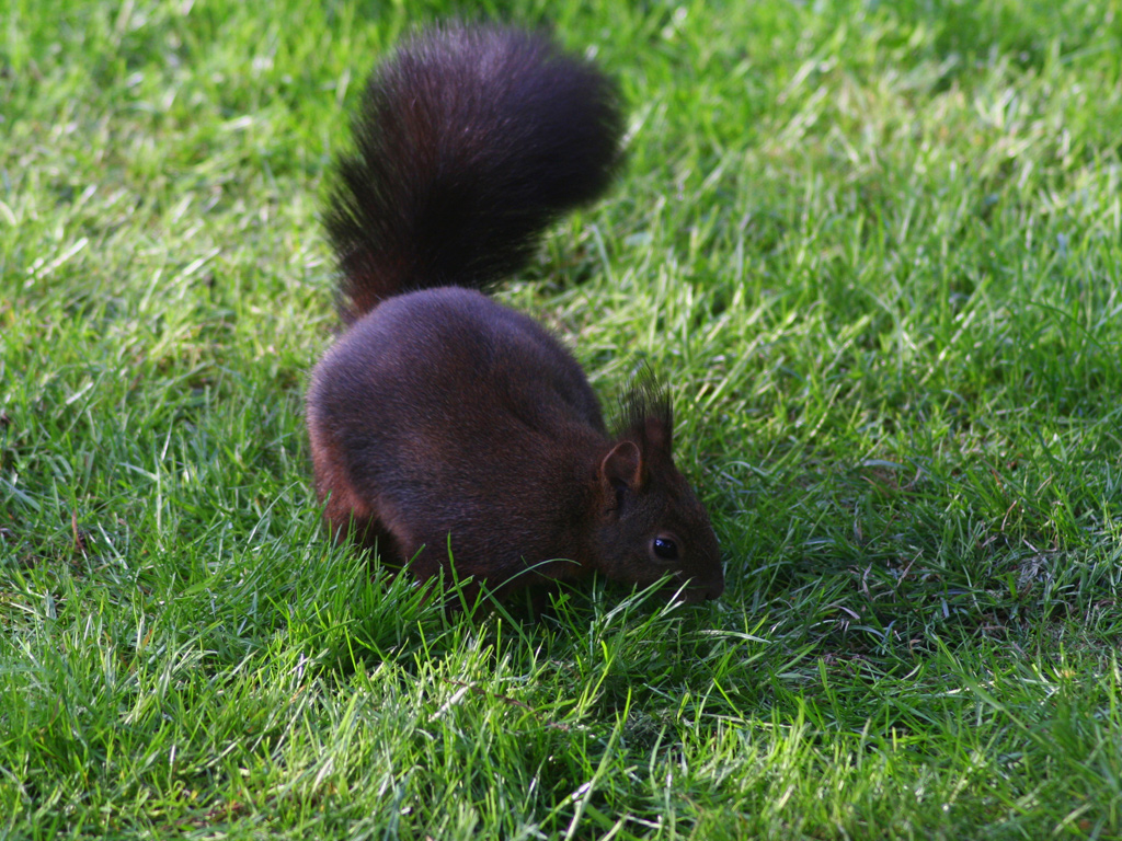 Wallpapers Animals Rodents - Squirrels ecureuil