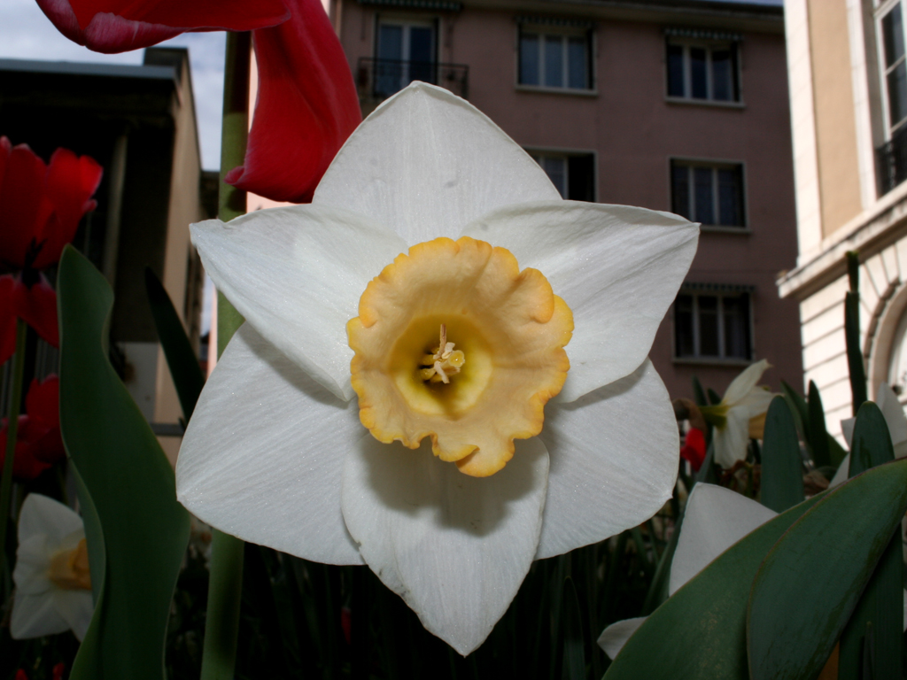 Fonds d'cran Nature Fleurs petite fleur