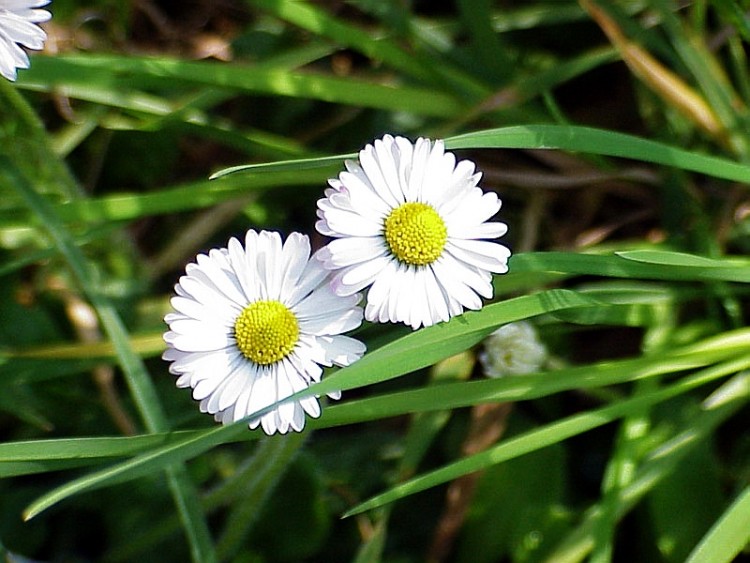 Wallpapers Nature Flowers Deux pquerettes gaies dans la fleur