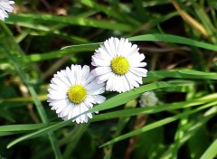 Wallpapers Nature Deux pquerettes gaies dans la fleur