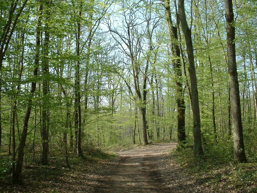 Wallpapers Nature Trees - Forests Sous bois, Touraine (France)