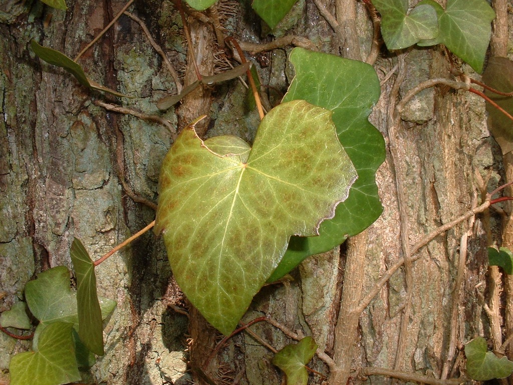 Wallpapers Nature Leaves - Foliage Sous-bois, Touraine (France)