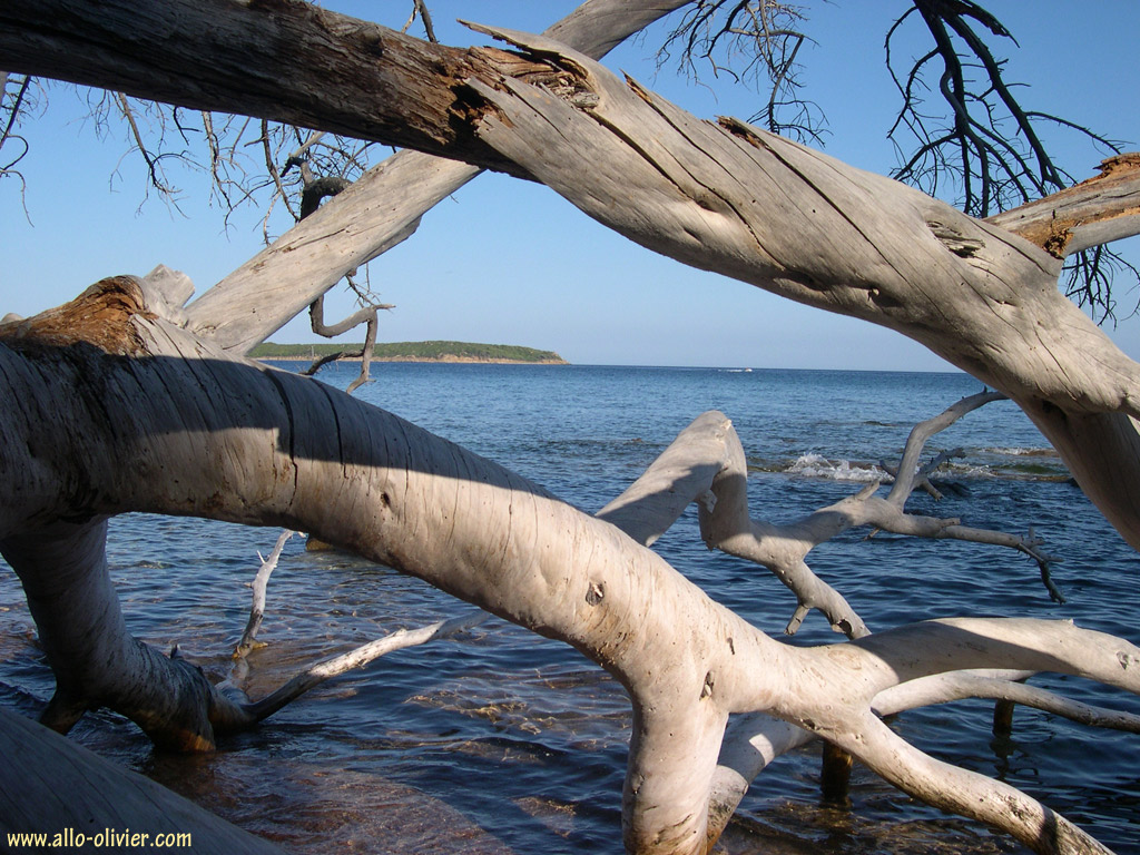 Fonds d'cran Nature Arbres - Forts Arbre mort du ct de la Palombaggia