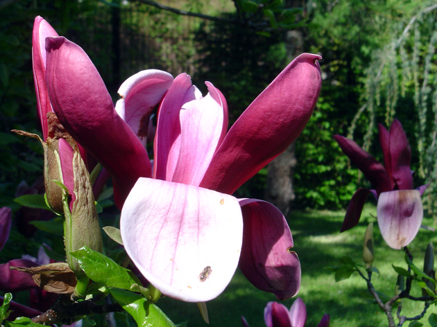 Fonds d'cran Nature Fleurs Jardin botanique de Strasbourg