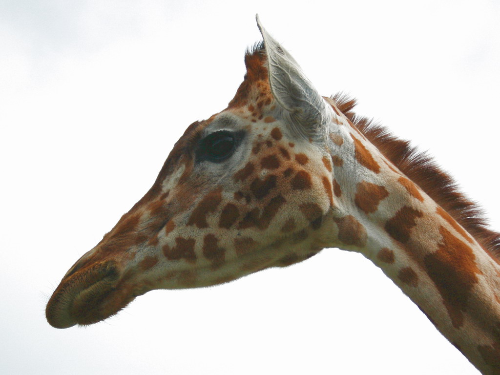 Fonds d'cran Animaux Girafes une serie pour les amoureux des animeaux