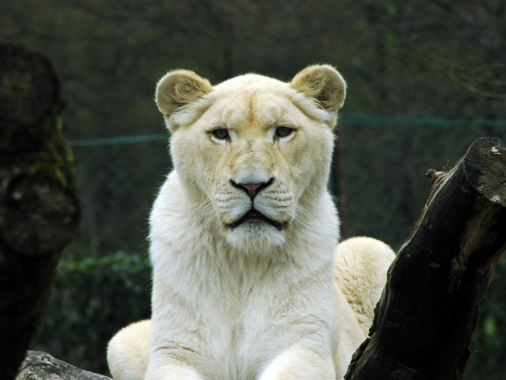 Wallpapers Animals Felines - Lions lion blanc