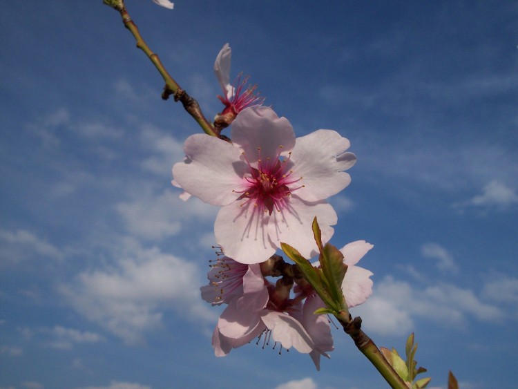 Fonds d'cran Nature Fleurs Une Fleur d'amandier !