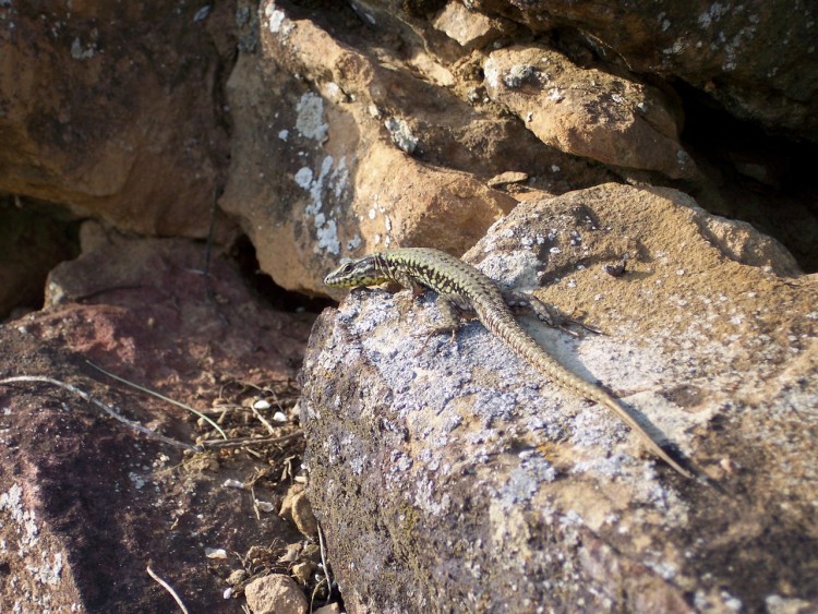 Fonds d'cran Animaux Lzards - Iguanes Oh soleil !