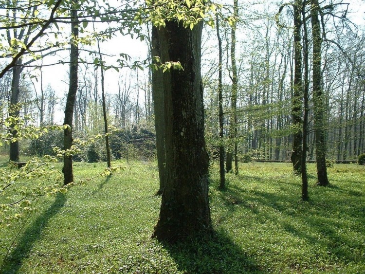 Fonds d'cran Nature Arbres - Forts Sous-bois, Touraine (France)