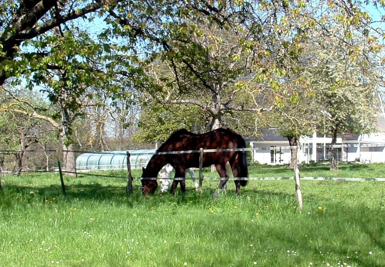 Fonds d'cran Animaux Chevaux Wallpaper N97723