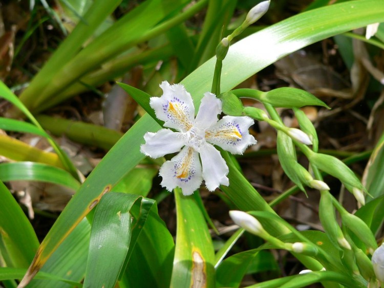 Wallpapers Nature Flowers Fleur.