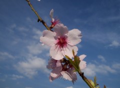 Fonds d'cran Nature Une Fleur d'amandier !