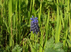 Fonds d'cran Nature Fleur au pied des vignes