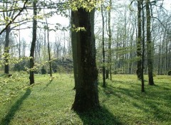 Wallpapers Nature Sous-bois, Touraine (France)