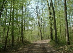 Wallpapers Nature Sous bois, Touraine (France)