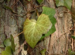 Wallpapers Nature Sous-bois, Touraine (France)