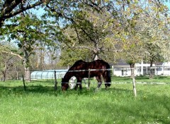 Fonds d'cran Animaux Image sans titre N97723