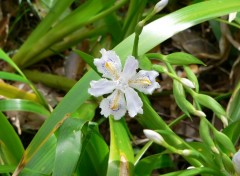 Fonds d'cran Nature Fleur.