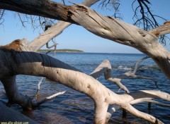 Fonds d'cran Nature Arbre mort du ct de la Palombaggia