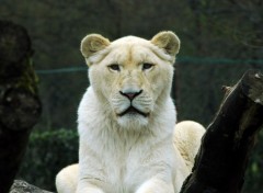 Fonds d'cran Animaux lion blanc