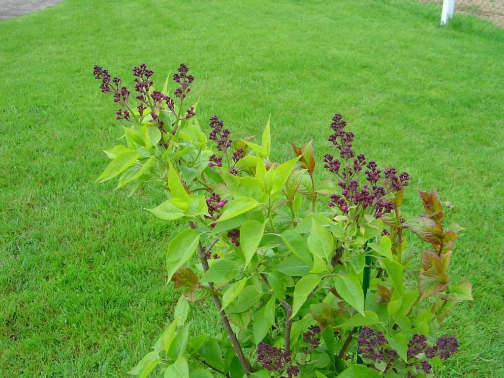 Wallpapers Nature Flowers Lilas