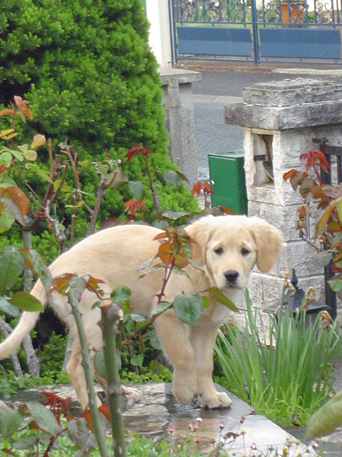 Fonds d'cran Animaux Chiens 