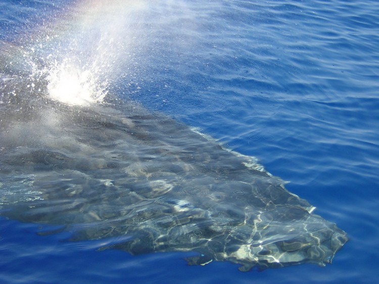 Fonds d'cran Animaux Vie marine - Baleines et Cachalots Baleine  bosses